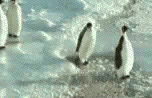 Imagen-animada-Pinguino-83.gif