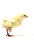 Imagen-animada-Pollito-25.gif