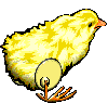 Imagen-animada-Pollito-26.gif