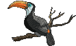Imagen-animada-Tucan-02.gif