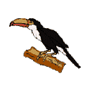 Imagen-animada-Tucan-06.gif