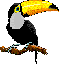 Imagen-animada-Tucan-10.gif