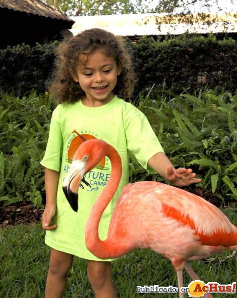 /public/fotos/AdvCamps_Flamingo_small.jpg