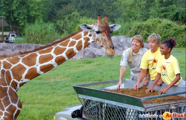 /public/fotos/AdvCamps_Giraffe_small.jpg