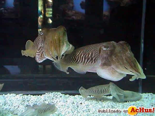 /public/fotos/Aquarium-de-Barcelona-parada-nupcial-de-las-sipias.jpg