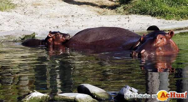 /public/fotos/BGT_BabyHippo-14102006_small.jpg