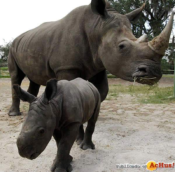 /public/fotos/BGT_BabyRhino1_28082006_small.jpg