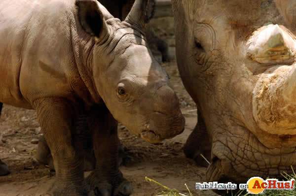 /public/fotos/BGT_BabyRhino2_28082006_small.jpg