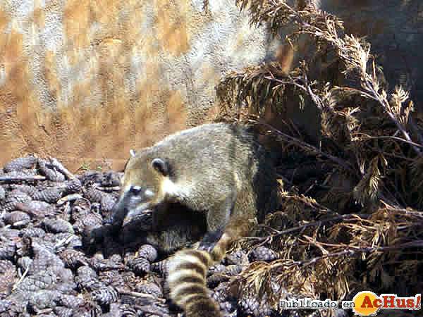 /public/fotos/Coati-Nasua.jpg