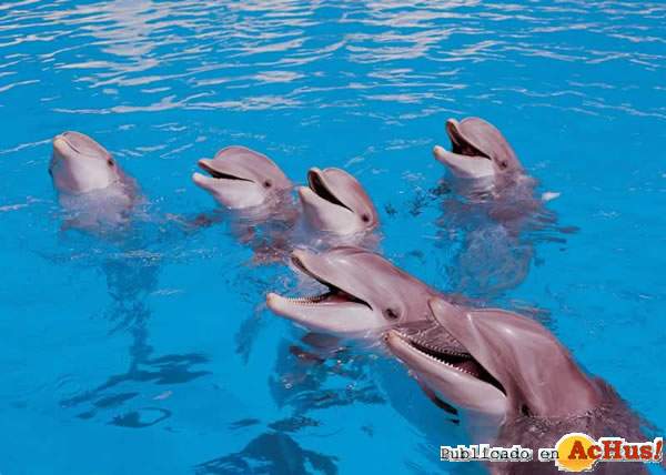 /public/fotos/Delfines-02112006_small.jpg