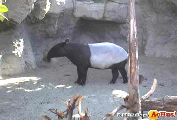 /public/fotos/Dewi-un-Tapir-malayo.jpg