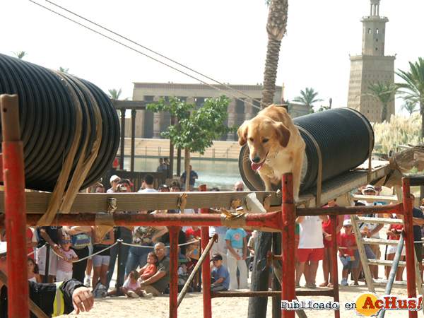 /public/fotos/Exhibicion-del-Perro-de-Trabajo-en-Terra-Mitica.jpg