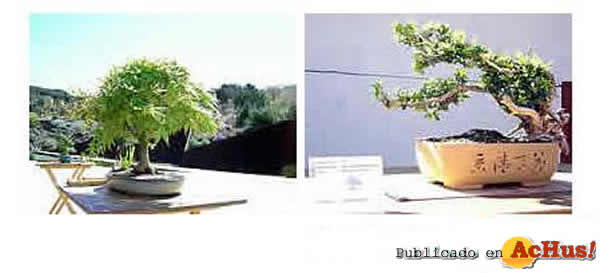 /public/fotos/Exposicion-de-bonsais.jpg