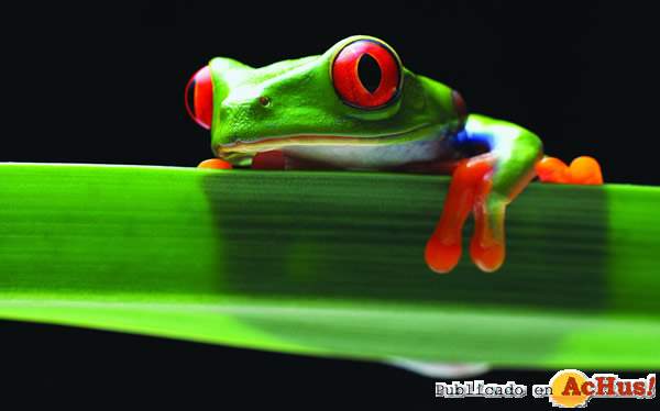 /public/fotos/Faunia-National-Geographic-Channel.jpg