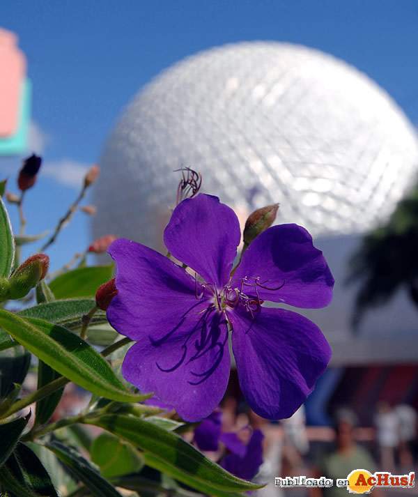 /public/fotos/Festival-Flores-Epcot2_small.jpg