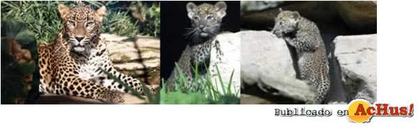 /public/fotos/FuengirolaZoo-04082007_small.jpg