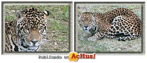/public/fotos/Jungle-Park-12012006_small.jpg