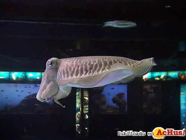 /public/fotos/Las-sepias-Aquarium-de-Barcelona.jpg