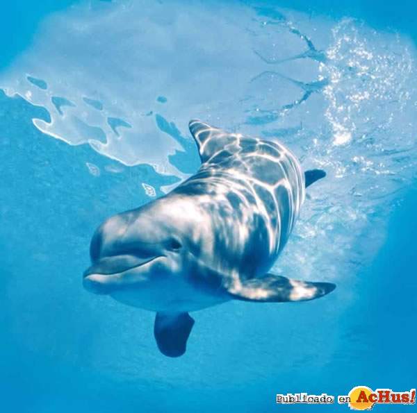 /public/fotos/Marineland_visio_sub_dof-04072007_small.jpg