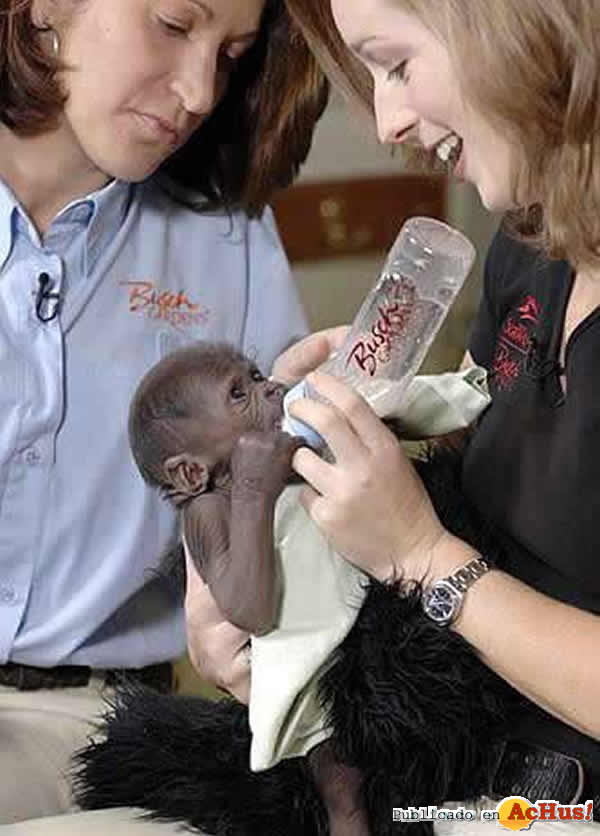 /public/fotos/Nace-un-gorila-con-Ginny-Busch.jpg