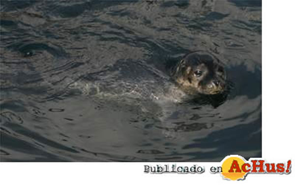 /public/fotos/Nace-una-foca-en-el-Oceanografic.jpg