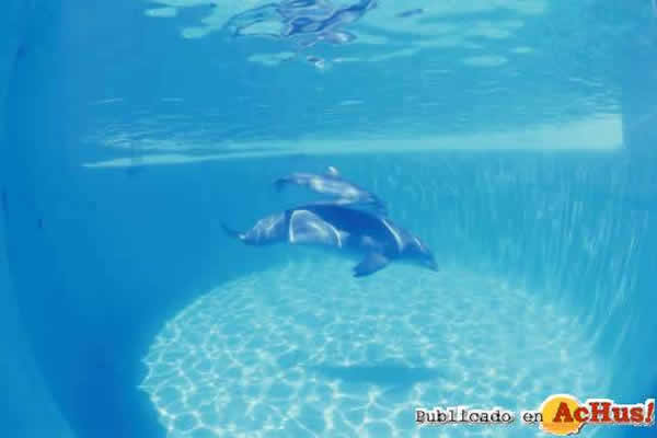 /public/fotos/Nacen-dos-delfines-en-Marineland.jpg