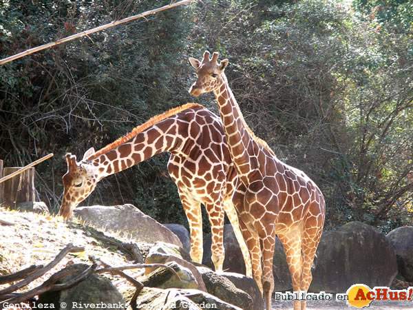 /public/fotos/New-Giraffes-23052006_small.jpg