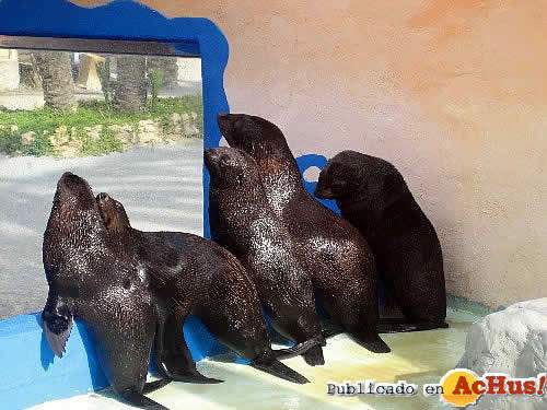 /public/fotos/Osos_De_Dos_Pelos-01062006_small.jpg