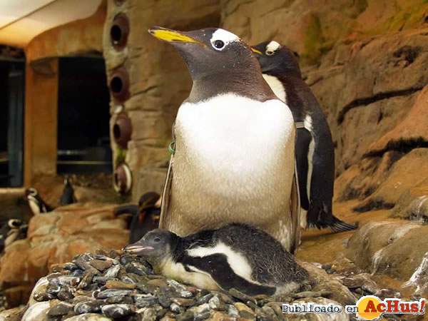 /public/fotos/PINGUINOS-04102006_small.jpg