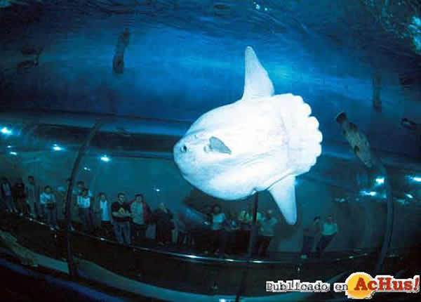 /public/fotos/Pez-luna-en-Aquarium-de-Barcelona.jpg