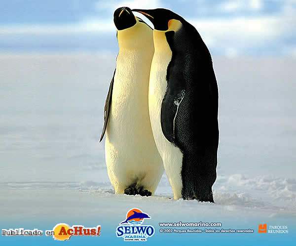 /public/fotos/Pinguinos-2005.jpg