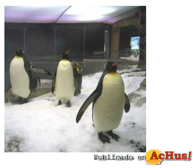 /public/fotos/Pinguinos_small.jpg