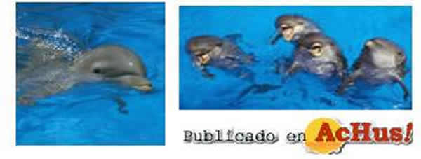 /public/fotos/Programa-educativo-con-delfines.jpg