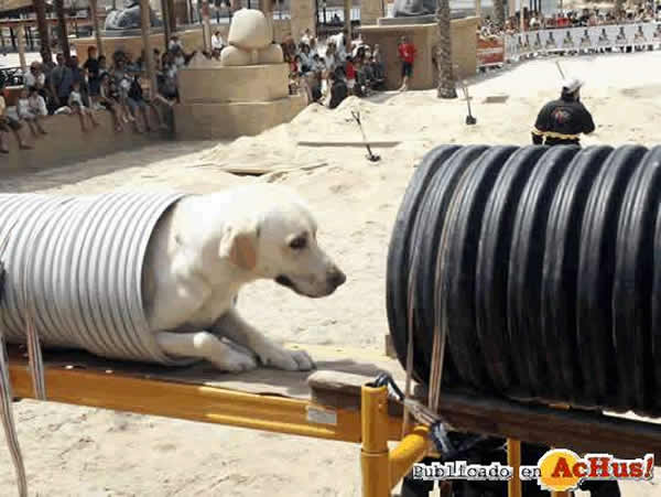 /public/fotos/Royal-Canin-2005-02.jpg
