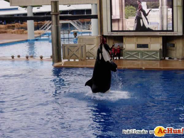 /public/fotos/Shamu_Adventure-19072006_small.jpg