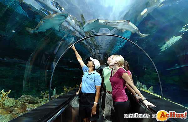/public/fotos/Shark_Encounter-02032006_small.jpg