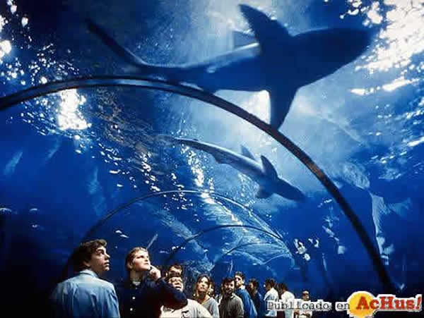 /public/fotos/Tunel-de-cristal-del-Aquarium-de-Barcelona.jpg