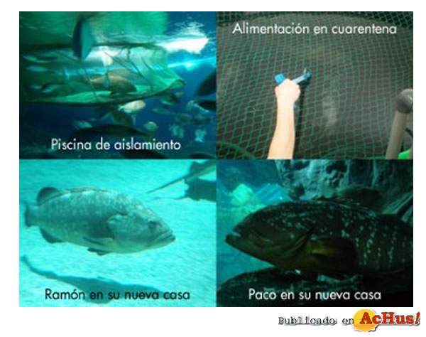 /public/fotos/acuario-gijon-10042008_small.jpg