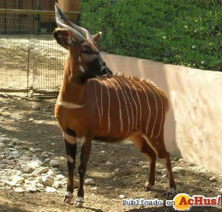 /public/fotos/antilope-bongo-2_small.jpg