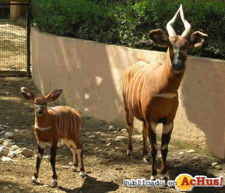 /public/fotos/antilope-bongo_small.jpg