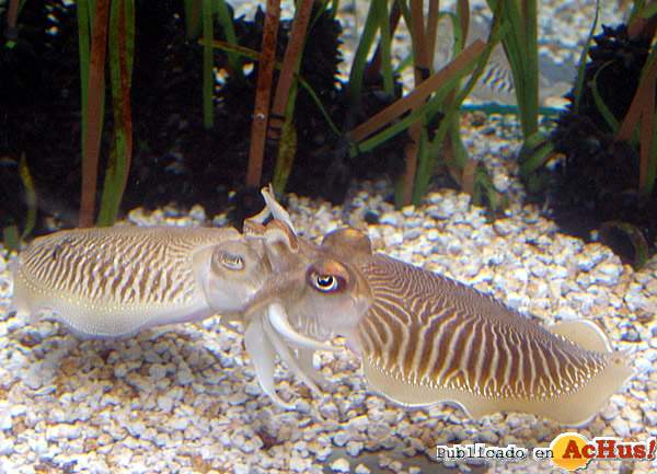 /public/fotos/aquariumbcn-sepia-copula-28042008_small.jpg