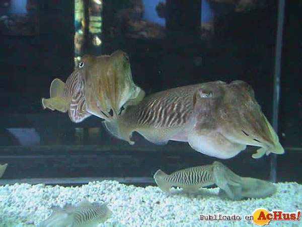 /public/fotos/aquariumbcn_sipia2-22032007_small.jpg