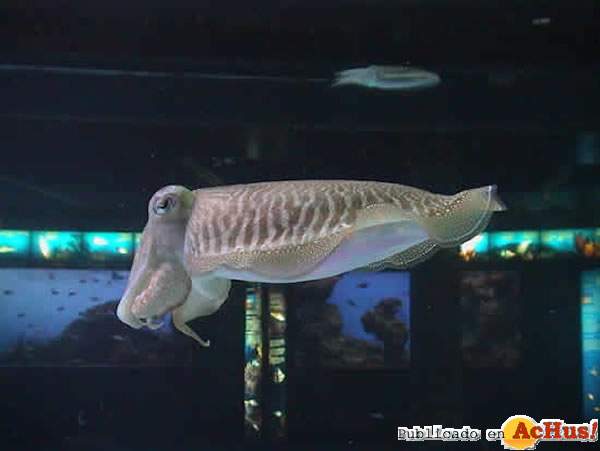 /public/fotos/aquariumbcn_sipias-22032007_small.jpg