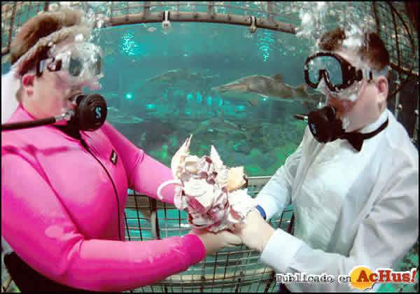 /public/fotos/boda-en-Sea-World-rodeados-de-tiburones.jpg