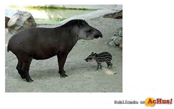 /public/fotos/cria-de-tapir.jpg