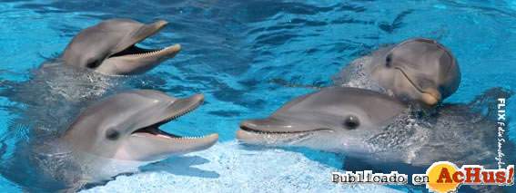 /public/fotos/delfines-28112006_small.jpg