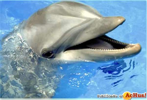/public/fotos/delfines3-02052006_small.jpg