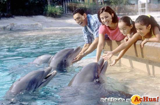 /public/fotos/dolphind-07042007_small.jpg
