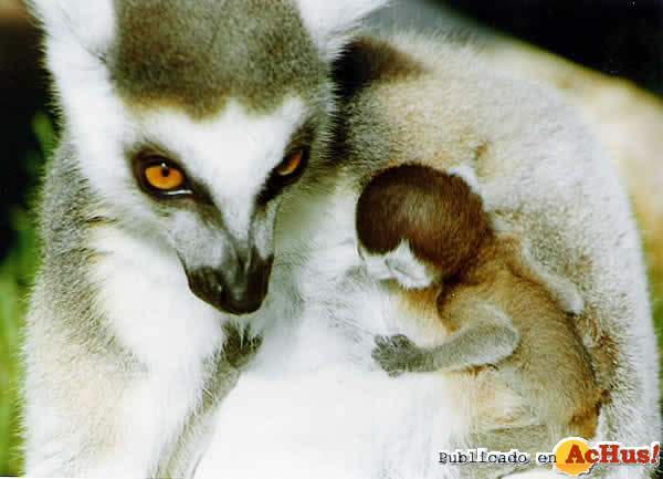 /public/fotos/lemur-catta-30032006_small.jpg