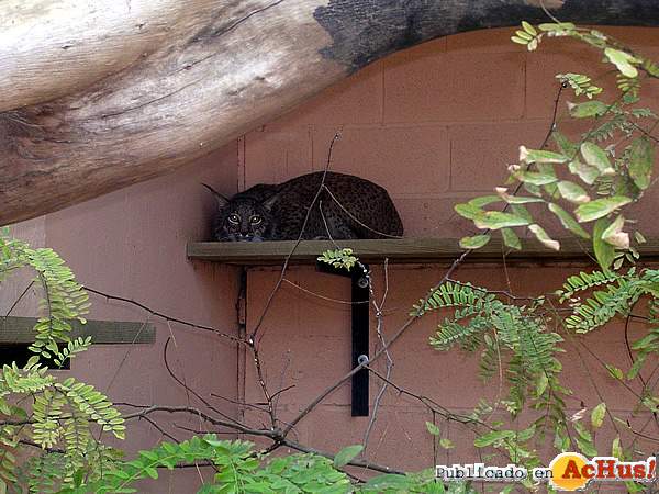 /public/fotos/lince-zoo-jerez_small.jpg